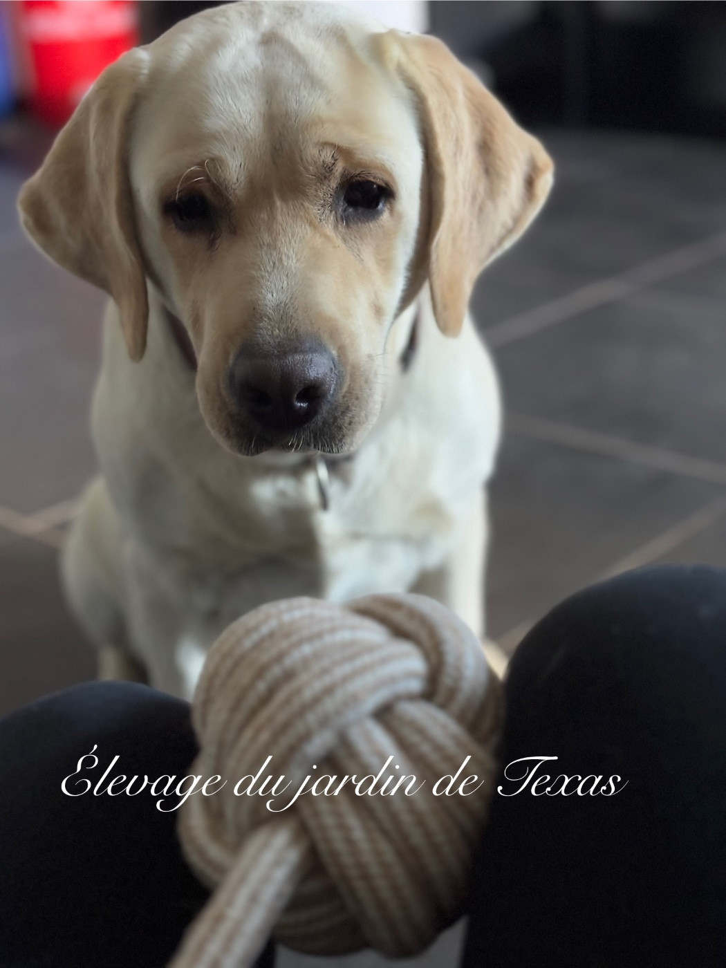 prochaine portée vers juillet 2026