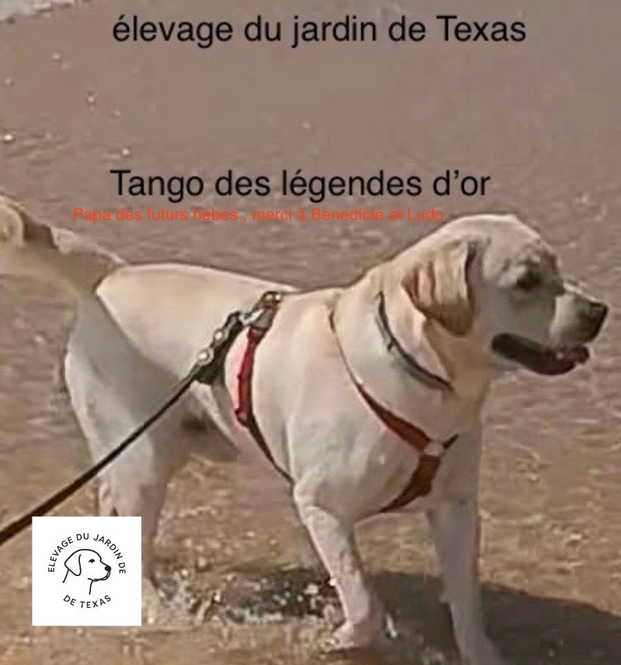 Du Jardin De Texas - Tango le papa 