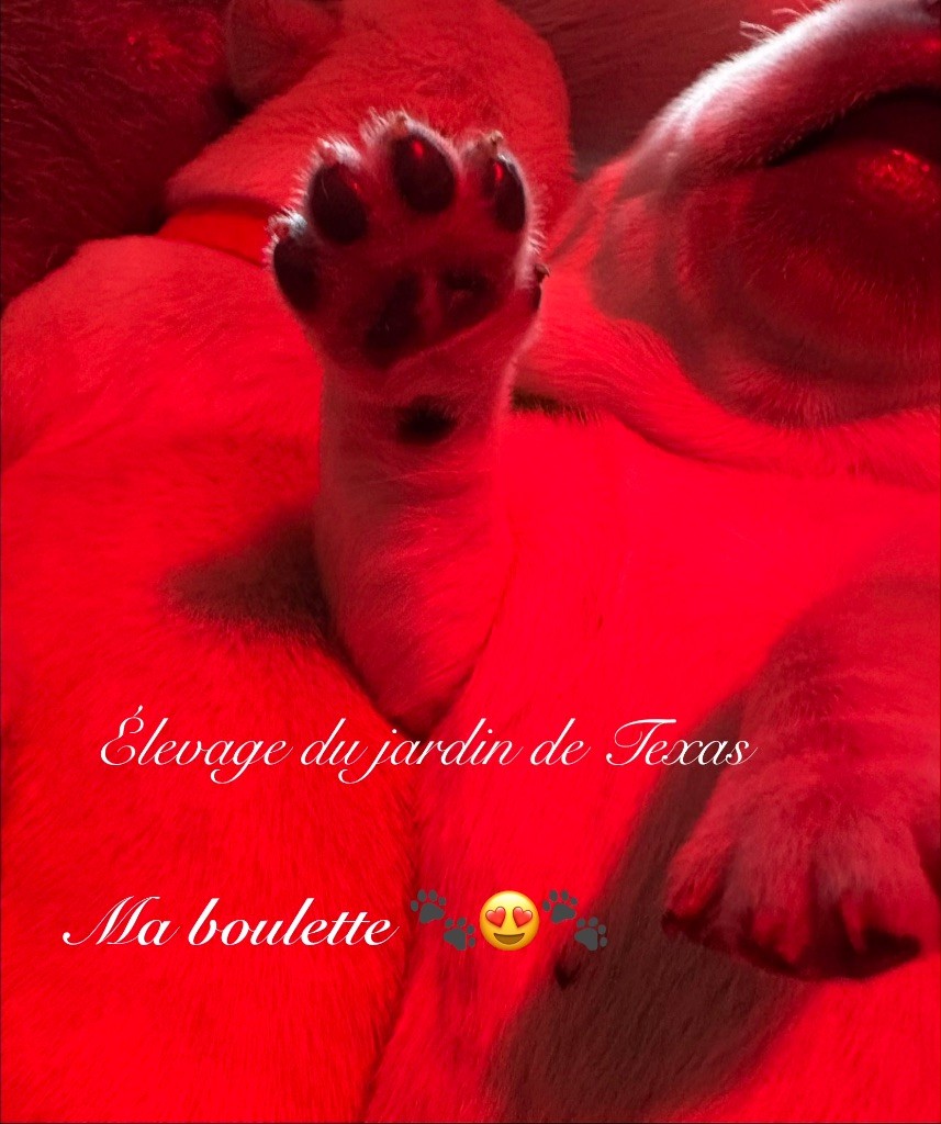 Du Jardin De Texas - Ouverture des réservations pour la portée de Texas 