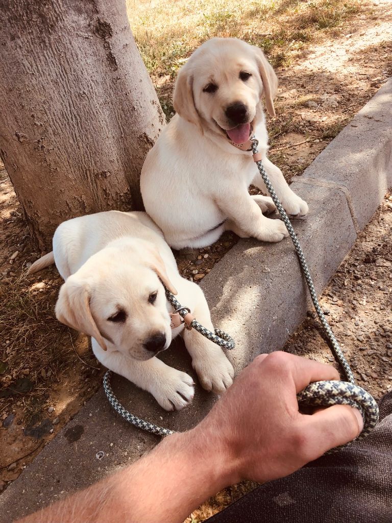 CHIOTS ATTENDU POUR  DEBUT DECEMBRE 2025 