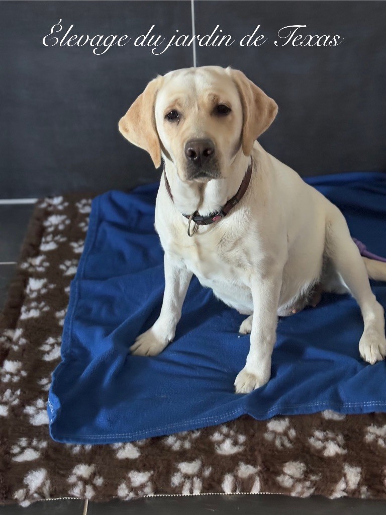 Du Jardin De Texas - Texas la maman 