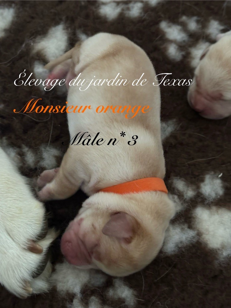 Du Jardin De Texas - Chiots disponibles - Labrador Retriever