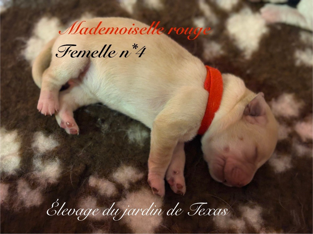 Du Jardin De Texas - Chiots disponibles - Labrador Retriever