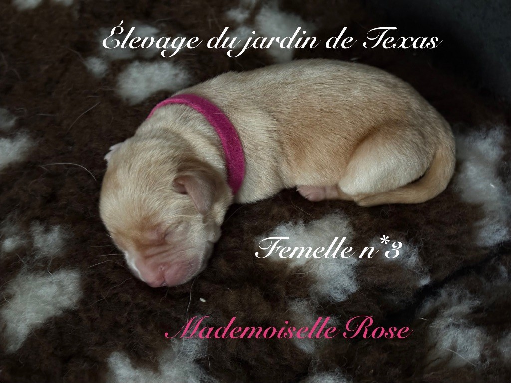 Du Jardin De Texas - Chiots disponibles - Labrador Retriever