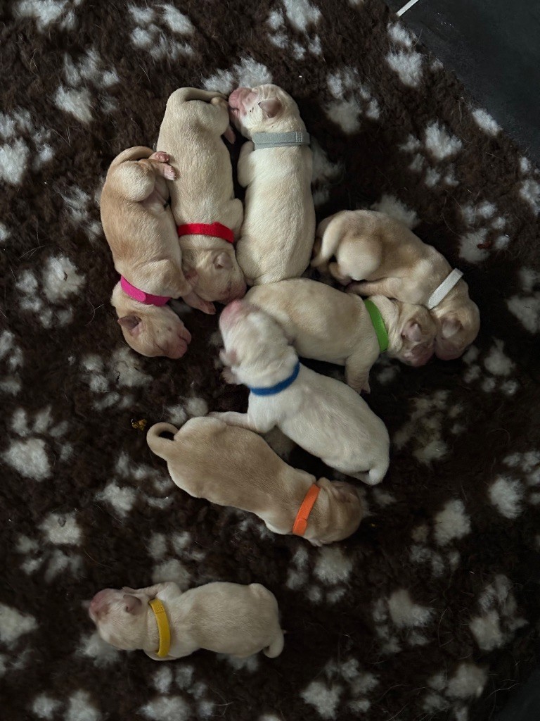 Chiot Labrador Retriever Du Jardin De Texas
