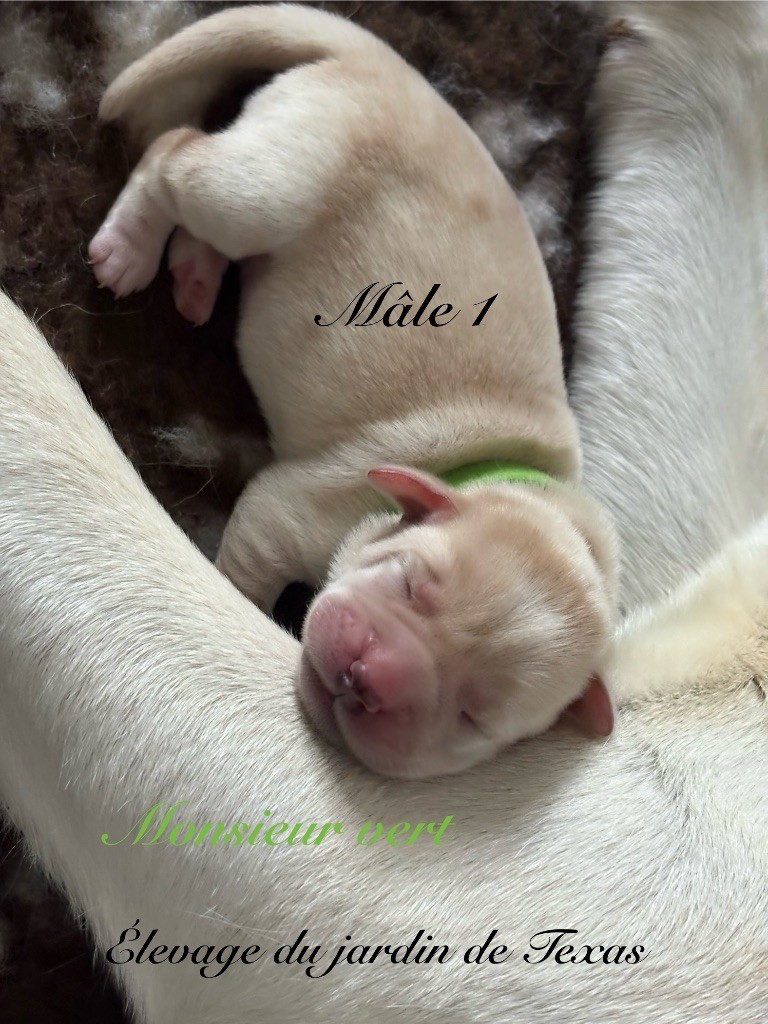 Du Jardin De Texas - Chiots disponibles - Labrador Retriever
